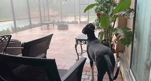 Great Dane Prefers To Stay Dry As She Checks Out Hurricane Idalia Rain & Winds