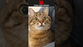 o melhor vídeo de gato de todos 😂😂😂