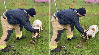 Firefighter rescues goat stuck in fence