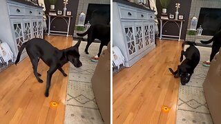 Clumsy pup hilariously falls while playing with his toy