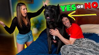 YES or NO Cane Corso Sleeping In Your Bed - Dog Training
