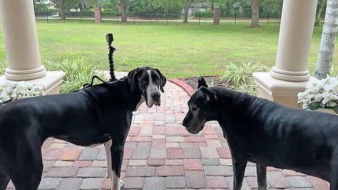 Funny Great Danes Test Out Go Pro Goose Neck Extender For Dog Camera Mount Harness