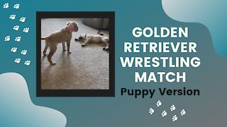 Golden retriever puppies playing and wrestling!