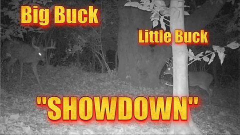 Different Bucks in action, all in one night!
