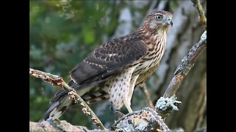 Hawk Falcon Bird Catches Eats Prey Bunny Rabbit Pure Raw Reaction Ending!!!