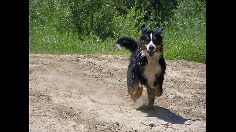 Bernese Mountain Dog Fun Swimming in the River #shorts