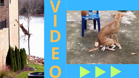 Funny and amazing animals videos