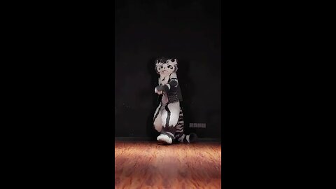 cute furry cat dancing