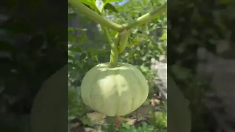 Chinese winter squash pumpkin plants in the garden. #shorts