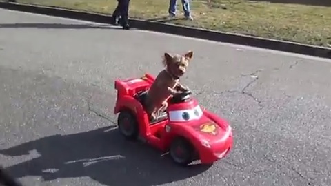 Adorable puppy drives mini car with ease!