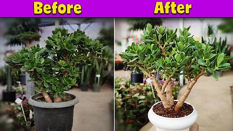Unlock the Secrets of Pruning | Prune a jade plant for making bonsai