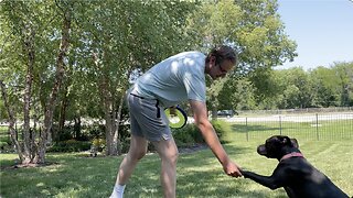 Preston & Raya Play Frisbee Fetch