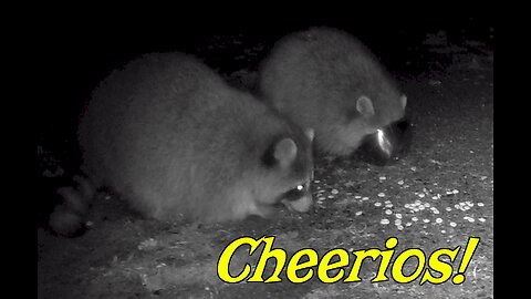 Raccoons Eating Cheerios