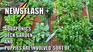 Newsflash From Rob | Aquaponics, Deck Garden & Puppies