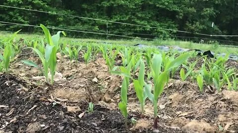 How To GROW CORN! (Small Farm)