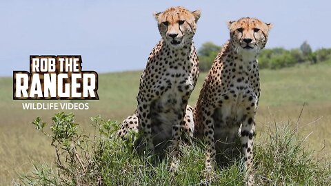 Cheetah Brothers Chase Zebra | Maasai Mara Safari | Zebra Plains