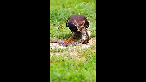 Eagle catches snake