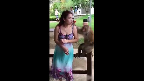 #monkey#girls#man#comedy