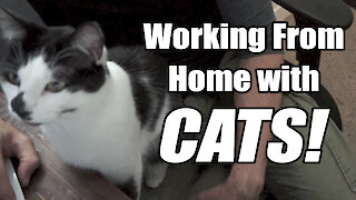 Working from home with cats is no easy task