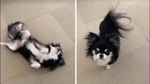 Cute puppy dog does amazing flip 🥰