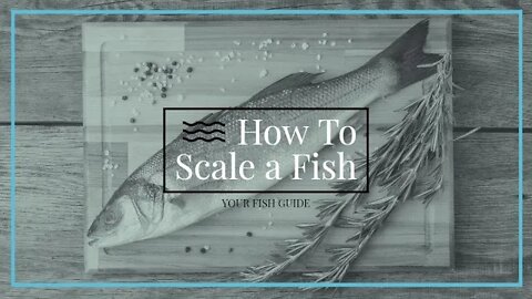 How To Scale a Fish ~ Step-by-Step and Tips on Scaling YOUR Fish