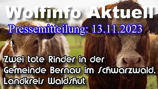 Pressemitteilung 13.11.23 Zwei tote Rinder in der Gemeinde Bernau im Schwarzwald