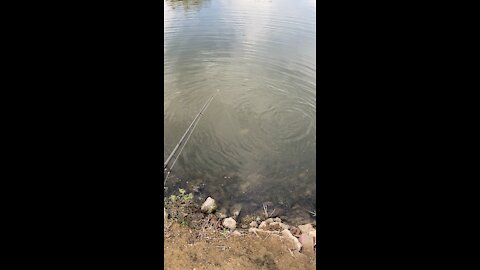 Catching a carp on a lure part 1