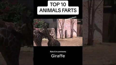 Top 10 animals farts ! Rate them in comments :) #fart #animals