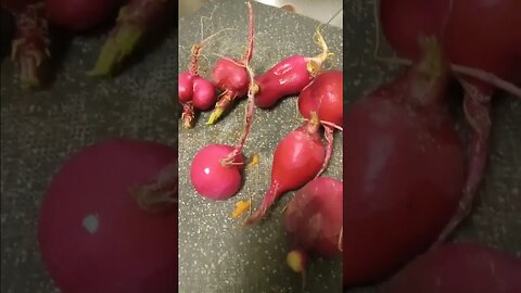 Food For All: Funky Organic Radishes
