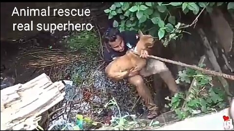 Animal rescue team | Like a superhero 😲