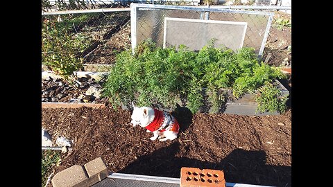 November Carrot Harvest Zone 5b 11/2/23