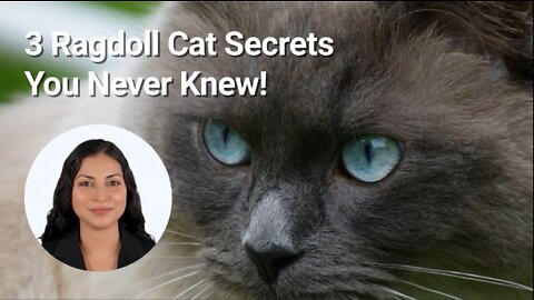 3 Ragdoll Cat Secrets You Never Knew