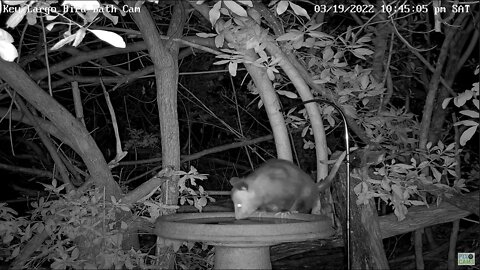 Opossum with babies in pouch