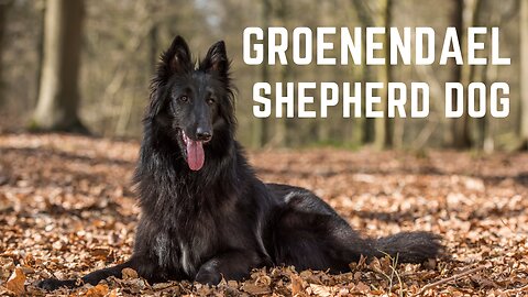 Groenendael Shepherd dogs. The Groenendael Belgian Shepherd History, Appearance, and health.