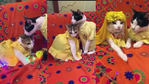 How to cute cat marriage life