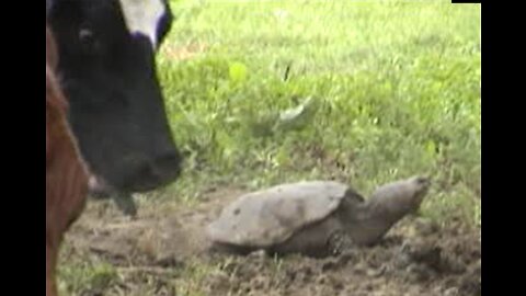 Cows VS Snapping Turtle