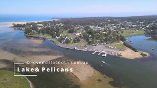 Lake Mallacoota flying the drone around Pelicans campers a lovely afternoon