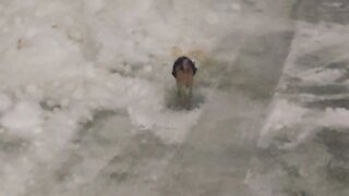 Puppy sliding on the ice