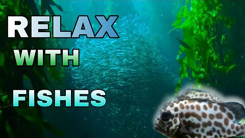 Relax Feeling 😌 Under The Water with Fishes | Relaxing & Groovy Natural Vedio