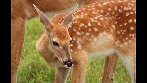 Why Baby Deer Have White Spots