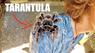 Deadly BIRD EATING Spider On my FACE