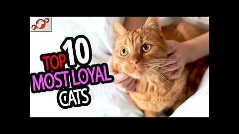 Most Loyal Cats | TOP 10 Most Loyal Cat Breeds In The World