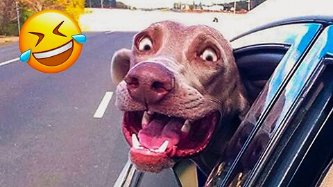 Try Not To Laugh Watching Funny Animals Compilation | Funniest Animals Vines