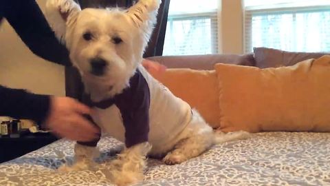 Westie loves to play dress up!