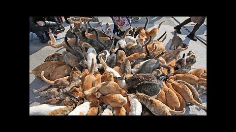 Japan's Cat Island - Incredible!