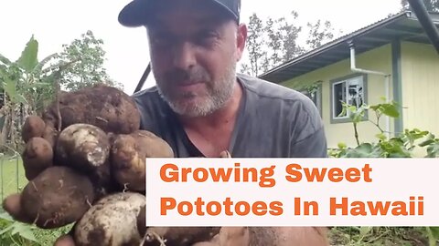 How to Grow and Harvest Sweet Potatoes ('uala) in Hawaii
