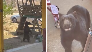 Curious Bear Tries To Enter This Home