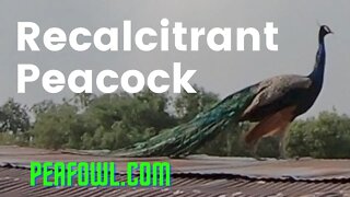 Recalcitrant Peacock, Peacock Minute, peafowl.com