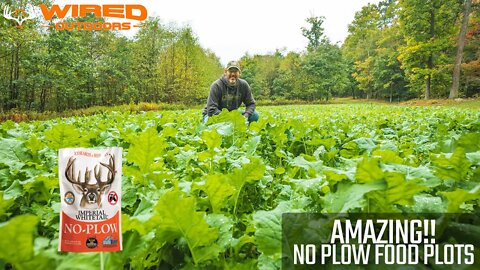 Amazing No Plow Food Plots