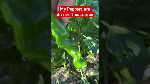 Bizarre Peppers #bubba #jalapenos #freaky